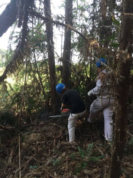 富川供電：清樹(shù)障除隱患  保線(xiàn)路安全通暢