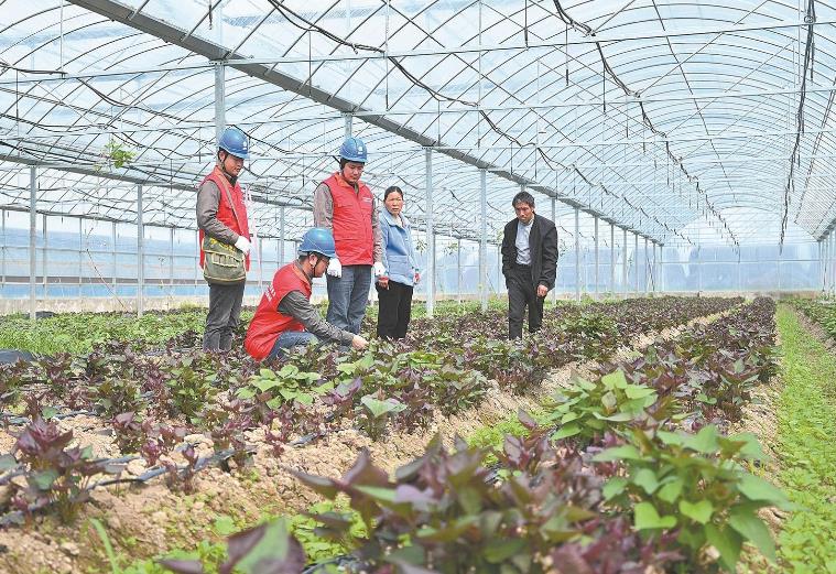 河南息縣：供電服務(wù)貼心，種植紅薯有信心”